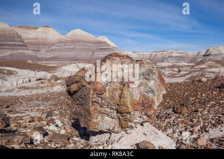 Petrified Logs with badlands in background in Petrified Forest National Park, Arizona, US. Stock Photo