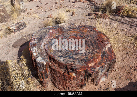 Close up of Petrified Logs in Petrified Forest National Park, Arizona, US. Stock Photo