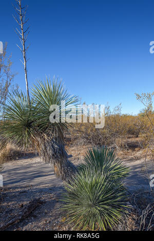 Desert spoon (Dasylirion wheeleri ) in Saguaro National Park,  Arizona, USA Stock Photo