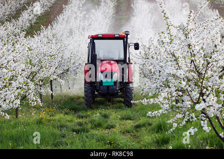 tractor sprays insecticide in cherry orchard farming agriculture Stock Photo