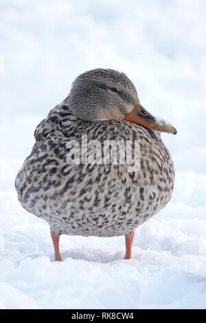 Female mallard duck (Anas platyrhynchos) standing in snow Stock Photo