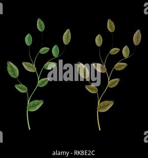 Tree branch with green leaves. Detailed vector plant, isolated on background. Stock Vector