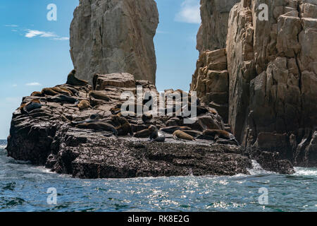 colony of sea lion seals while relaxing on rocks in baja california Stock Photo