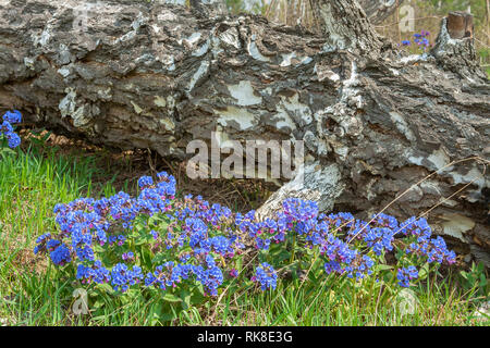 Pulmonaria mollis in the spring forest on the background of an old fallen birch Stock Photo