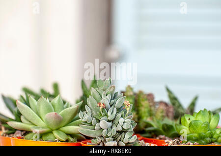 Collection of several different cacti on a windowsill. Photographed in Israel in January Stock Photo