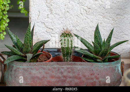 Collection of several different cacti on a windowsill. Photographed in Israel in January Stock Photo