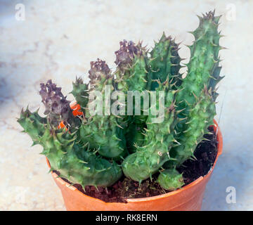 Euphorbia resinifera Moroccan Mound Cactus plant Stock Photo