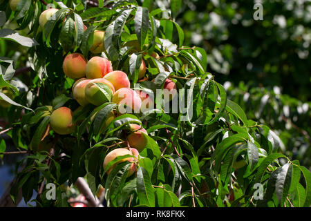 farm peaches ripen on a branch on a tree among green foliage Stock Photo