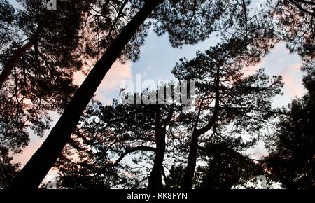 Silhouette of trees against a beautiful blue sky Stock Photo