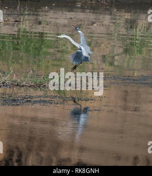 Grey heron ardea cinerea wild bird landing on river bank marshland with grass reeds and reflection in water Stock Photo