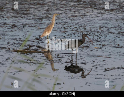 Glossy ibis Plegadis falcinellus wild bird stood on river bank marshland with grass reeds in foreground and squacco heron ardeola ralloides Stock Photo