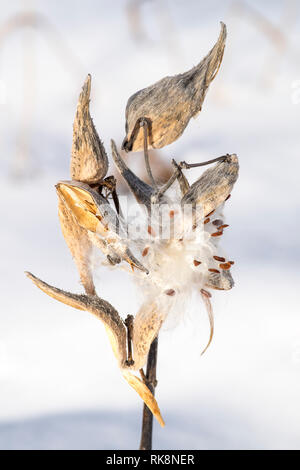 Common milkweed (Asclepias syriaca) seed pods dehiscing during the winter. Stock Photo