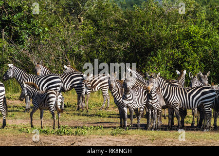 Herd of zebras in Serengeti. Tanzania, Africa Stock Photo