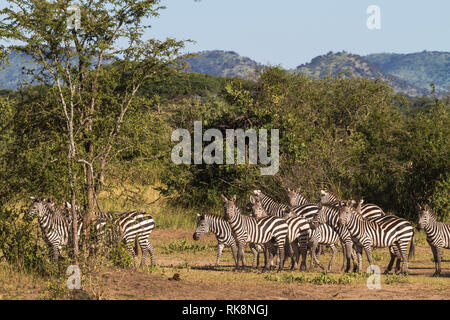 Small herd of zebras in savanna. Serengeti, Africa Stock Photo