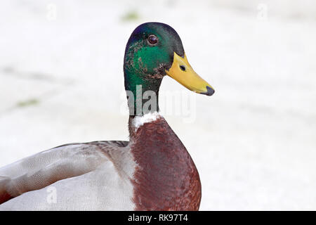 Detailed male mallard duck portrait Stock Photo