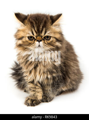 Angry Persian kitten cat marble color coat isolated on white background Stock Photo