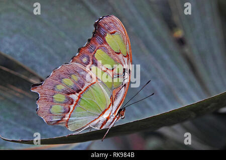 Malachite butterfly, the colors of the backside of the wings Stock Photo