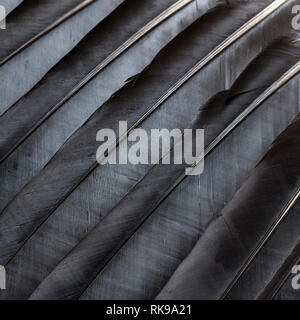 Black feathers close up texture Stock Photo