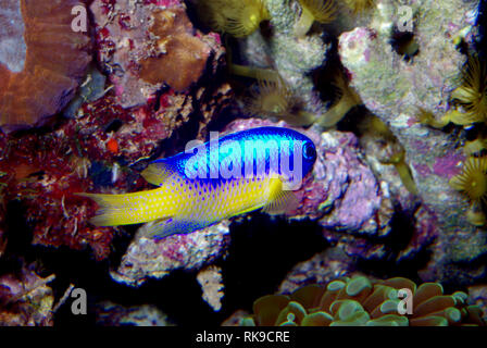 Neon damselfish (Pomacentrus coelestis) Stock Photo