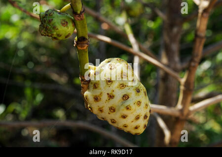 Noni fruit growing on a morinda citrifolia tree in Bocas Del Toro, Panama Stock Photo