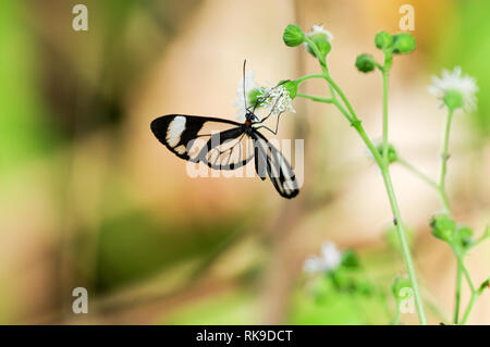 Greta Oto butterfly with translucent wings - Bocas Del Toro, Panama Stock Photo