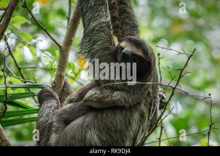 Brown-throated sloth hanging out in a tree on Isla Cristobal in Bocas Del Toro Archipelago, Panama Stock Photo