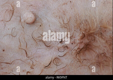 Flee on dog skin close up view. Animal skin care theme Stock Photo