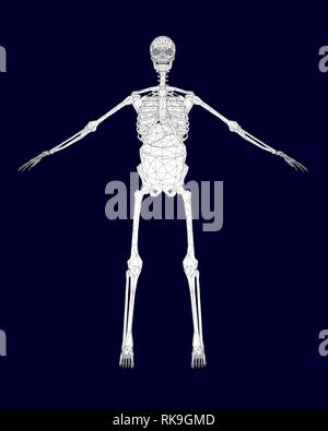 Polygonal wireframe of the human skeleton with internal organs. Front view. Vector illustration. Stock Vector