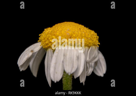 Common Daisy, Bellis perennis flower landscape shot .Black background to make it pop, almost wilted beautiful white petals with yellow eye flower/weed Stock Photo
