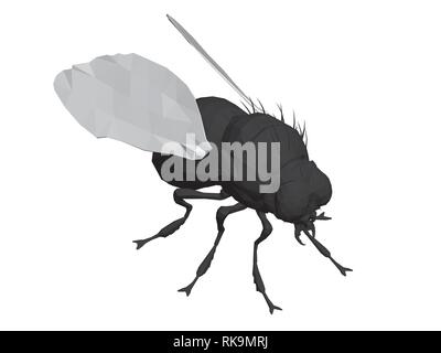 Polygonal realistic fly. Black fly with white wings. Isometric view. 3D. Vector illustration. Stock Vector