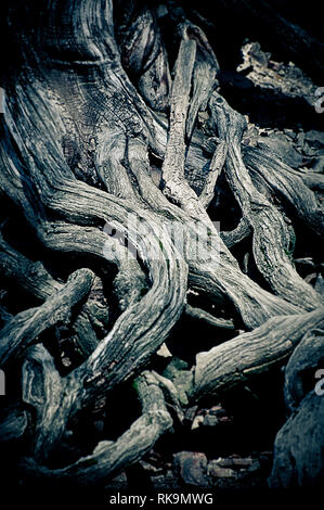 Grey tangled tree roots Stock Photo - Alamy