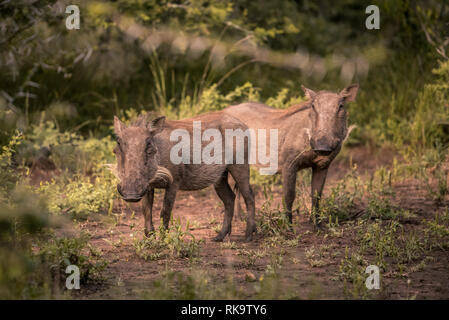 Two young warthogs stand in a clearing in Umkhuze Game Reserve, Isimangaliso Wetland Park, South Africa Stock Photo