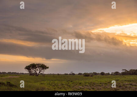 Sun setting over a lone tree in the Western Shores park of lake St Lucia in Isimangaliso Wetland Park, South Africa Stock Photo