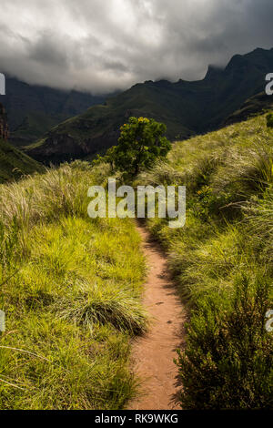 The Tugela Gorge hiking trail leading along a brightly lit hillside towards the Amphitheatre Mountain in the Drakensberg, South Africa Stock Photo