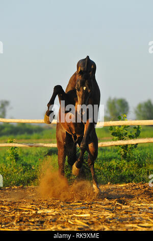 Angry stallion rears in paddock and hits with the front legs. Vertical, in the middle, in motion. Stock Photo