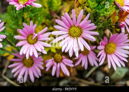 Dendranthema rubellum or Chrysanthemum 'Clara Curtis' Stock Photo