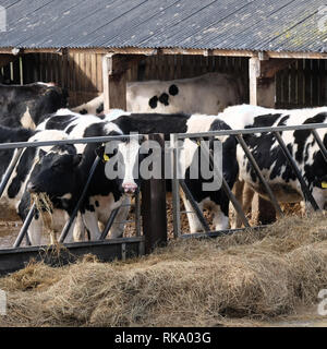 February 2019 - Winter cows feeding on hay near the Gloucester and Sharpness Canal, near Slimbridge. Stock Photo