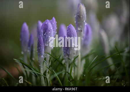 Cologne, Germany. 10th Feb 2019.  In the Botanical Garden, the first crocus blossoms are raised from the ground in warm rainy weather. Photo: Henning Kaiser/dpa Credit: dpa picture alliance/Alamy Live News Stock Photo