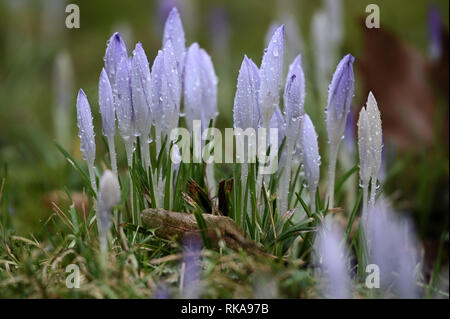 Cologne, Germany. 10th Feb 2019.  In the Botanical Garden, the first crocus blossoms are raised from the ground in warm rainy weather. Photo: Henning Kaiser/dpa Credit: dpa picture alliance/Alamy Live News Stock Photo