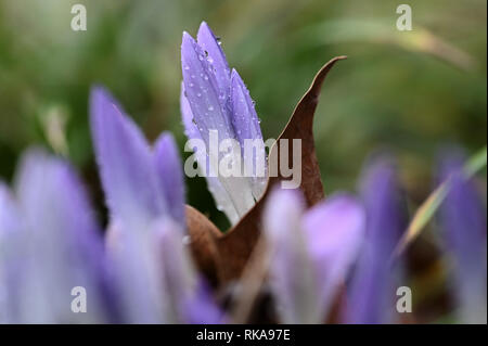 Cologne, Germany. 10th Feb 2019.  In the Botanical Garden, the first crocus blossoms are raised from the ground in warm rainy weather. Photo: Henning Kaiser/dpa Credit: dpa picture alliance/Alamy Live News Stock Photo