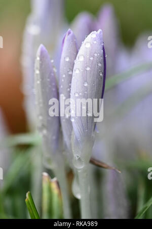 Cologne, Germany. 10th Feb 2019.  In the Botanical Garden, the first crocus blossoms are raised from the ground in warm rainy weather. Photo: Henning Kaiser/dpa Credit: dpa picture alliance/Alamy Live News Stock Photo