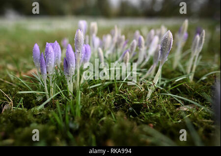 Cologne, Germany. 10th Feb 2019.  In the Botanical Garden, the first crocus blossoms are raised from the ground in warm rainy weather. Photo: Henning Kaiser/dpa Credit: dpa picture alliance/Alamy Live News Stock Photo