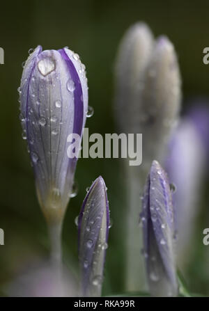 Cologne, Germany. 10th Feb 2019.  In the Botanical Garden, the first crocus blossoms are raised from the ground in warm rainy weather. Photo: Henning Kaiser/dpa Credit: dpa picture alliance/Alamy Live News Stock Photo