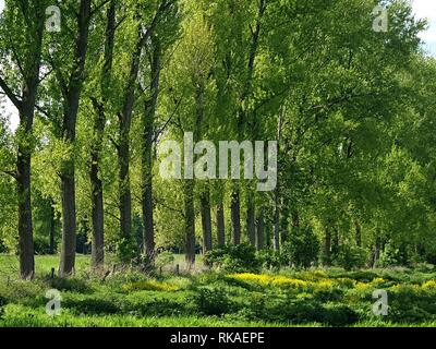 Beautiful meadow with trees at Erft river in Germany Stock Photo