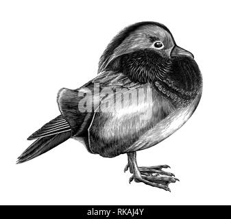 Antique of Mandarin duck hand draw vintage engraving clipart isolated on white background Stock Vector