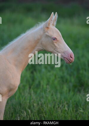 Cute and petite cremello Akhal Teke foal with blue eyes and pink skin stands in the green pasture. Vertical, portrait, side view. Stock Photo