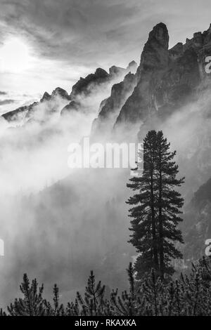 Backlight, fog and clouds on the alpine valley. Black white mountain landscape with Pinus cembra tree. The Sexten Dolomites. Italian Alps. Europe. Stock Photo
