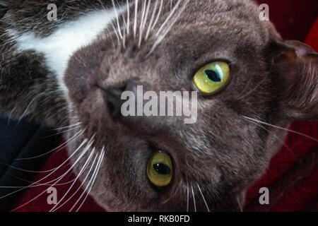 Portrait of a grey cat with green eyes Stock Photo