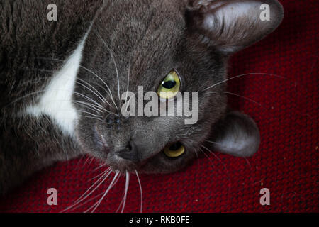 Playful grey cat lying sideways on a red cushion Stock Photo