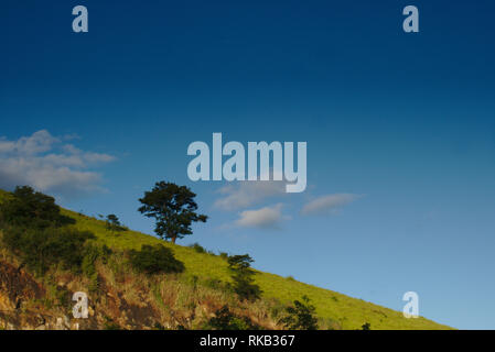 Uma arvore solitária no topo de um morro. Stock Photo